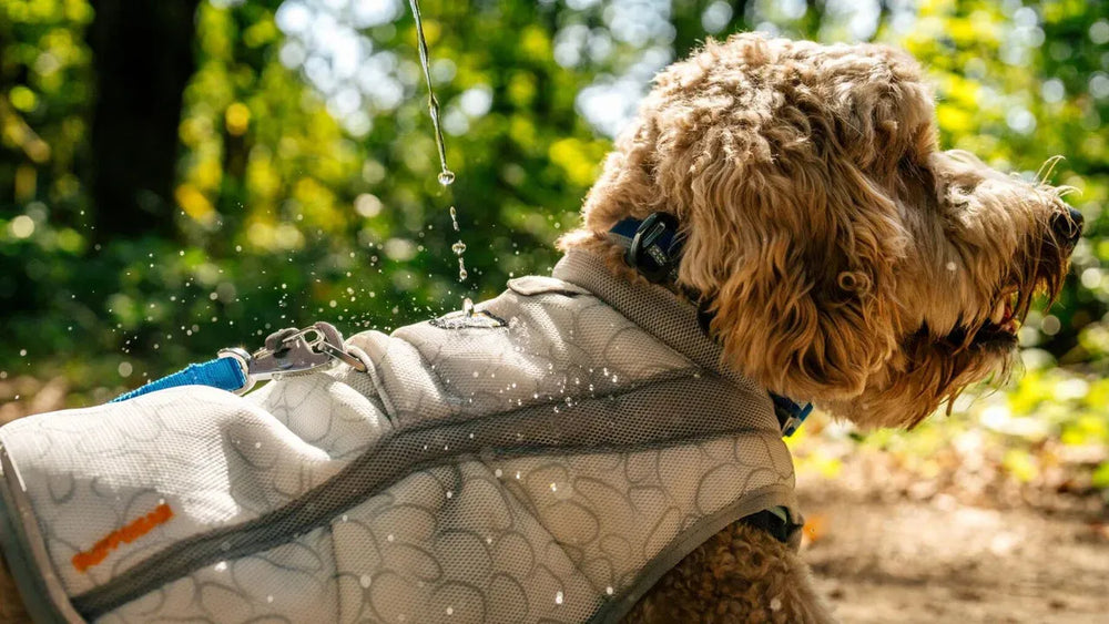 Hund mit lockigem Fell und grauem Geschirr im Wald, während er mit einer Swamp Cooler™ Kühlweste erfrischt wird.