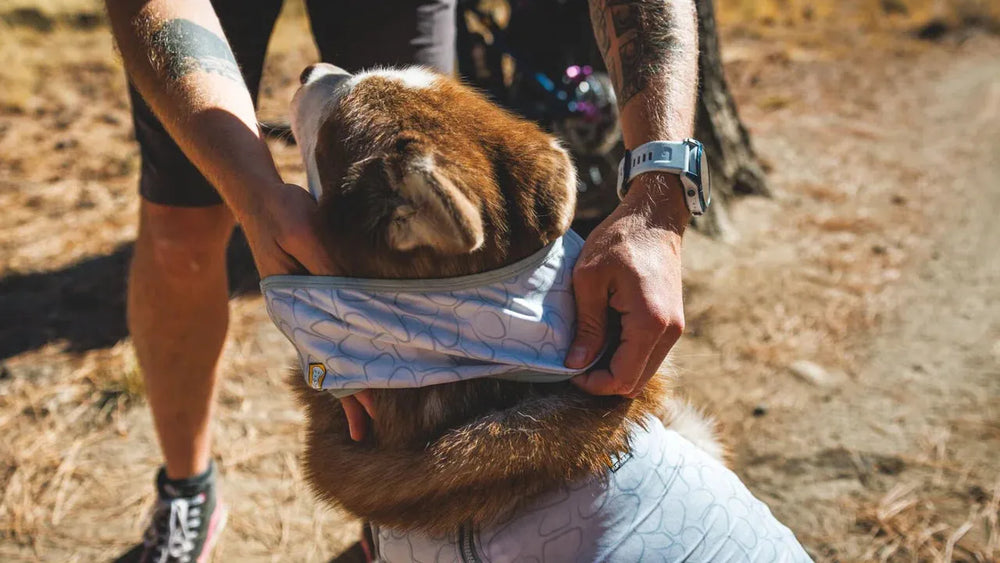 Person legt einem Hund in blauschimmernder Jacke ein Swamp Cooler™ Halstuch an, um ihn vor Hitze zu schützen.