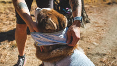 Person legt einem Hund in blauschimmernder Jacke ein Swamp Cooler™ Halstuch an, um ihn vor Hitze zu schützen.