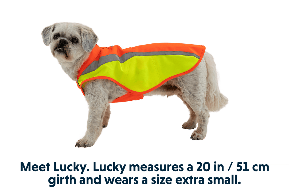 Kleiner Hund Lucky in leuchtend orangefarbener reflektierender Sicherheitsweste für optimale Sichtbarkeit im Freien.