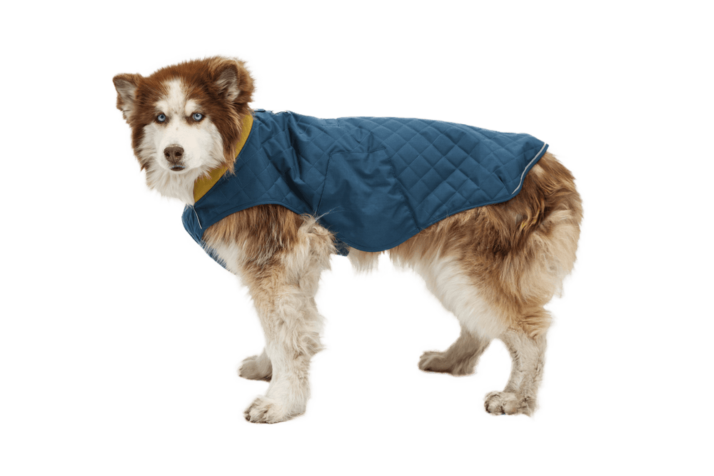 "Brauner und weißer Hund im blauen gepolsterten Stumptown™ Hundemantel steht seitlich vor neutralem Hintergrund."
