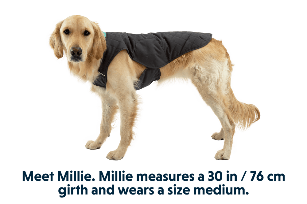Golden Retriever Millie trägt einen grauen, gesteppter Hundemantel auf hellem Hintergrund.