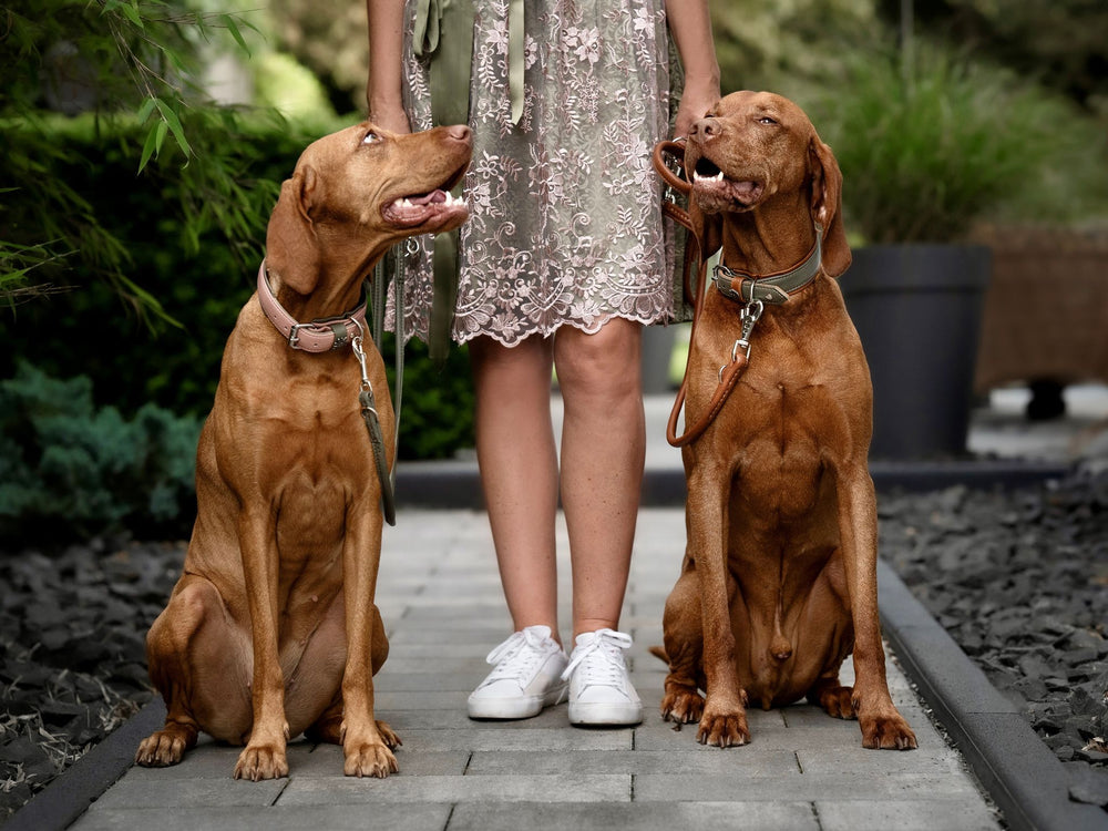 Zwei braune Hunde in sitzender Haltung mit Leine, neben einer Person im eleganten, beigen Kleid.