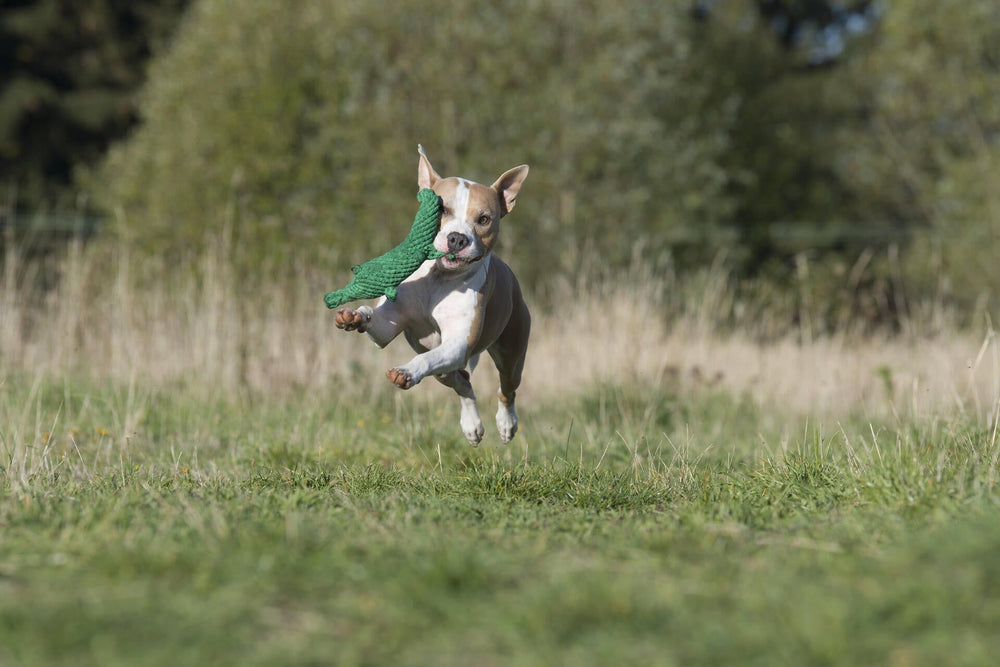 Fröhlicher Hund springt mit Kalli Krokodil, dem beliebten Spielzeug für Hunde, durch die Wiese.