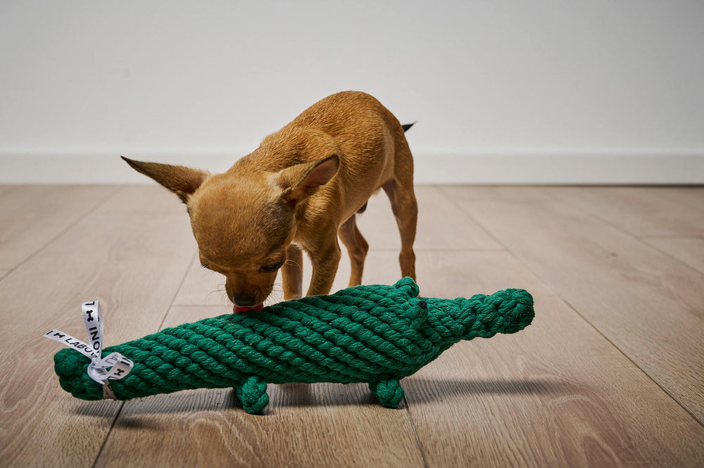 "Kalli Krokodil: Brauner Chihuahua entdeckt das grüne Krokodil-Spielzeug auf hellem Holzboden."