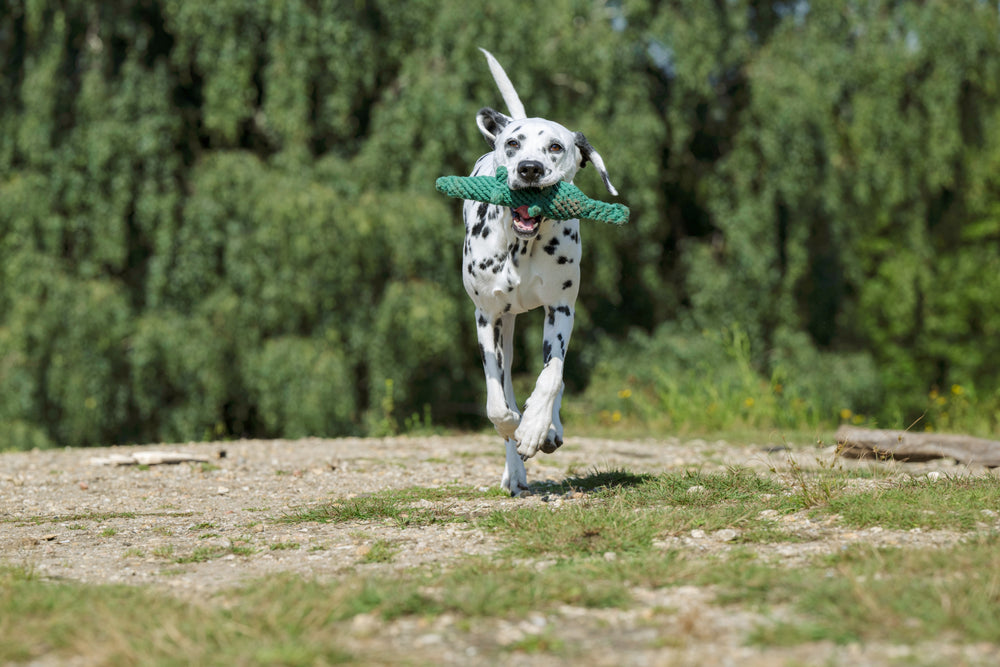 Dalmatiner spielt fröhlich mit Kalli Krokodil, dem Kult-Spielzeug für Hunde, auf einem steinigen Boden in der Natur.
