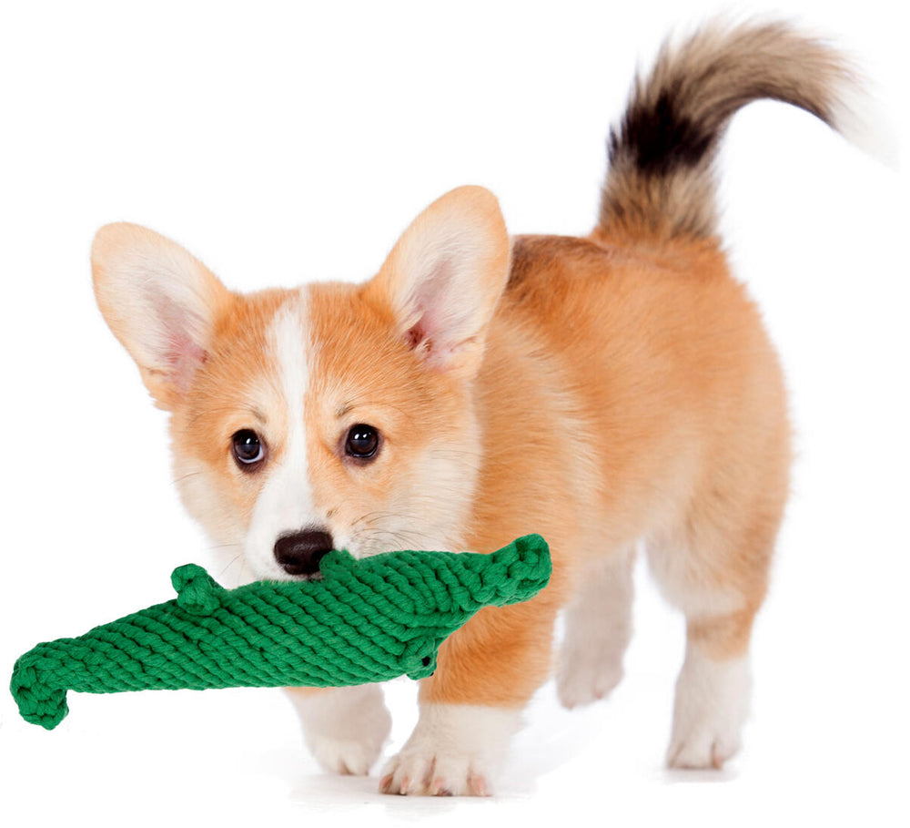 Corgi-Welpe hält grünes Kalli Krokodil Spielzeug im Mund und schaut neugierig. Ideales Spielzeug für Hunde.