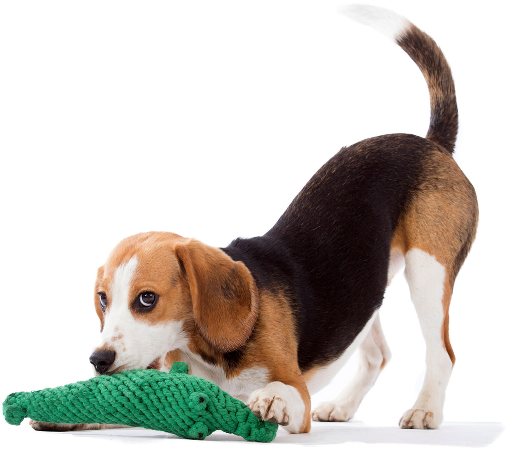 Beagle mit braun-weißen Fell über Kalli Krokodil, dem beliebten Spielzeug für Hunde.