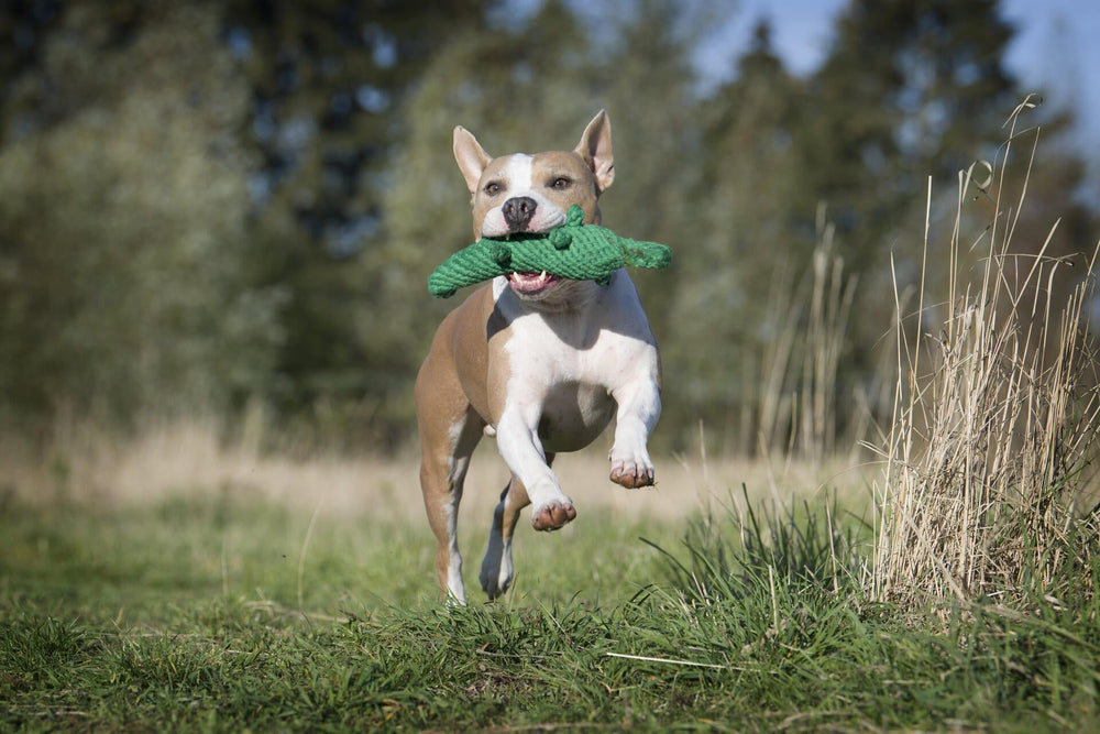 Fröhlicher Hund mit grünem Krokodil-Spielzeug auf blühender Wiese, umgeben von Bäumen und hohem Gras.