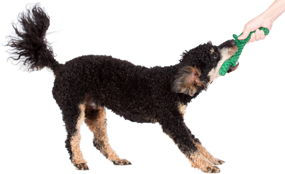 Schwarz-lockiger Hund spielt mit Kalli Krokodil, einem grünen Spielzeug, das von einer Hand gehalten wird.