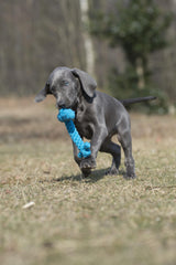 Welpe mit blauen Augen spielt auf Wiese mit blauem Angela Anker Hundespielzeug.