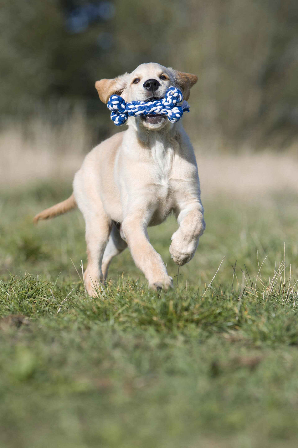 Labrador-Welpe spielt mit blau-weißem Seilspielzeug auf einer grünen Wiese, umgeben von Bäumen.