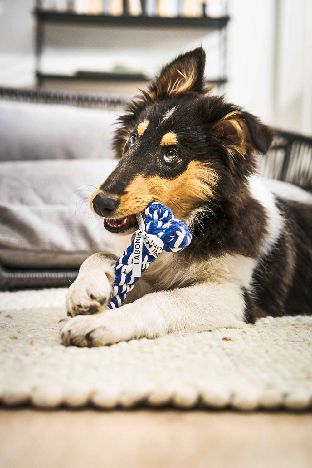 Junger Hund mit braun-schwarzem Fell spielt mit blau-weißem Kauspielzeug aus dem Bavarian Dreams Spielzeug-Set für Hunde.