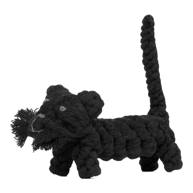 Kater Casanova