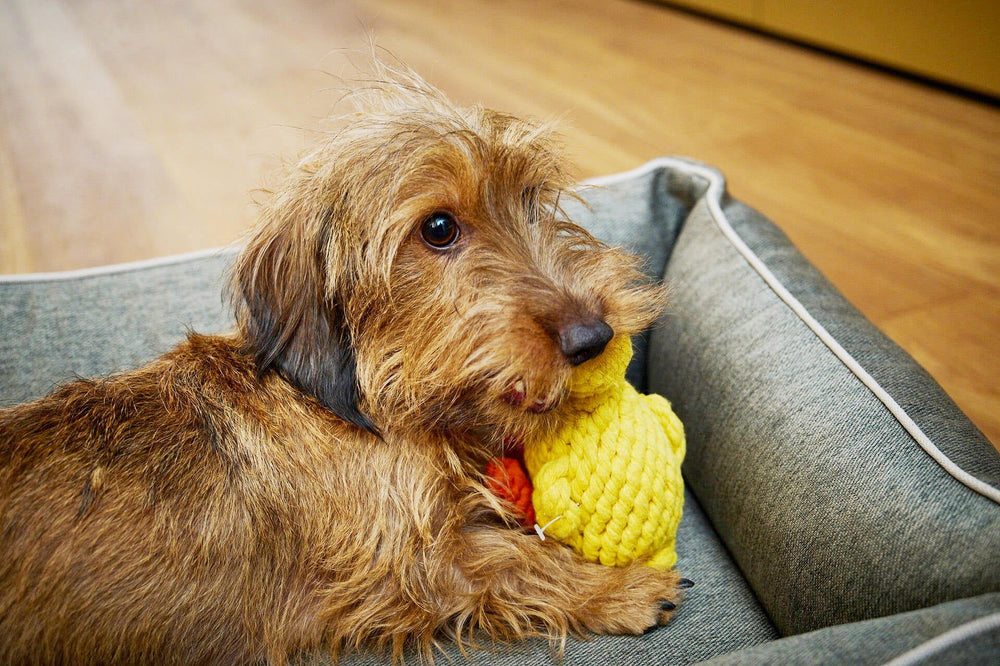 Kleiner Hund mit braunem Fell auf Hundebett, spielt mit gelbem geflochtenem Spielzeug – Emma Ente für Hunde.
