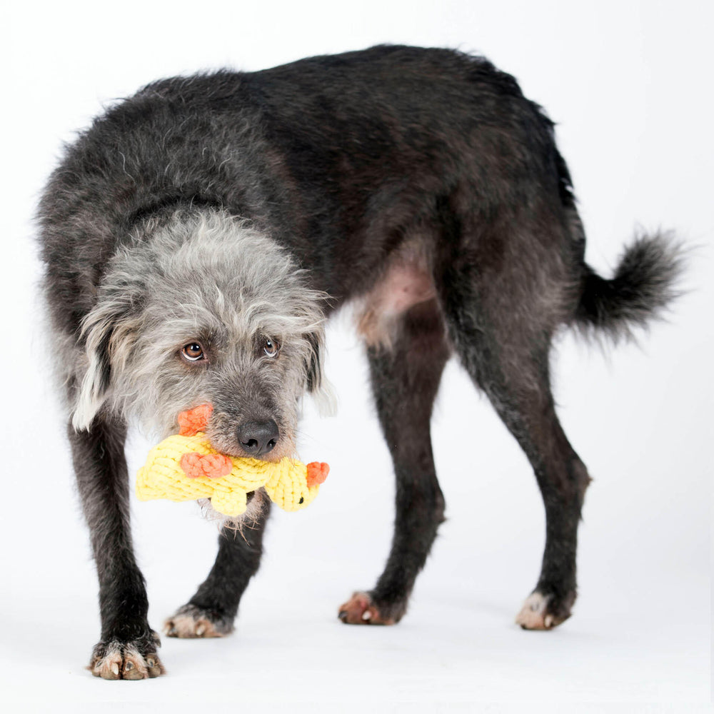 "Emma Ente - Hund mit grauem Fell hält gelb-oranges Spielzeug und schaut in die Kamera, ideal für Spiel und Spaß."