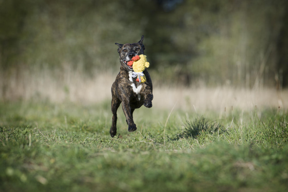 Fröhlicher Hund mit gestromtem Fell läuft durch ein Feld und hält die Emma Ente, ein beliebtes Spielzeug für Hunde, im Maul.