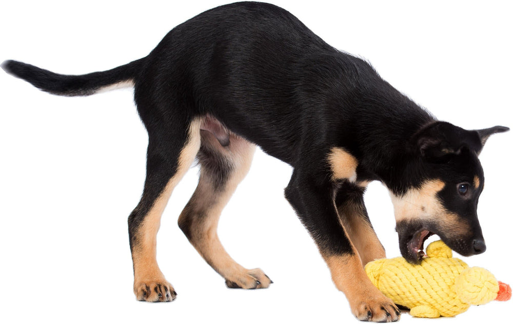 Junger Hund mit schwarzem Fell spielt mit gelber Emma Ente, einem beliebten Plüschspielzeug für Hunde.