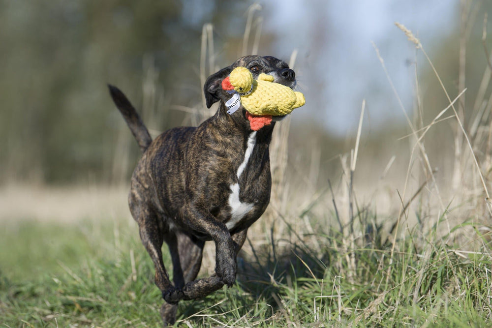Braun gestreifter Hund rennt fröhlich mit Emma Ente, dem Kult-Spielzeug für Hunde, über eine sonnige Wiese.