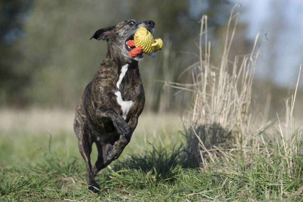 Braun gestreifter Hund mit Emma Ente Spielzeug im Maul, fröhlich in grünem Feld laufend. Ein Kult-Spielzeug für Hunde.