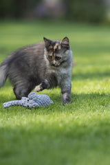 Junge gefleckte Katze spielt mit grauem Spielzeug auf grüner Wiese, umgeben von unscharfem Naturhintergrund.