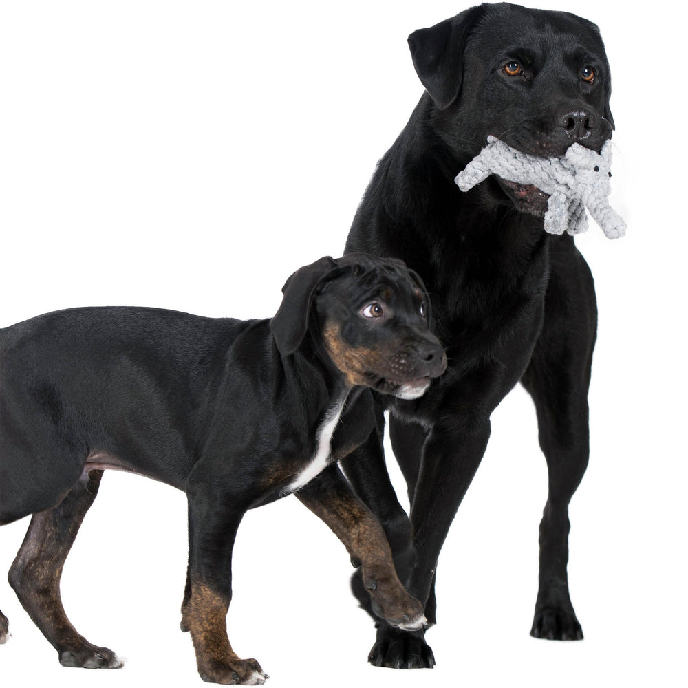 ALT-Text: Zwei Hunde, einer mit einem geknoteten Seilspielzeug, spielen mit dem Elton Elefant, einem beliebten Hunde-Spielzeug.