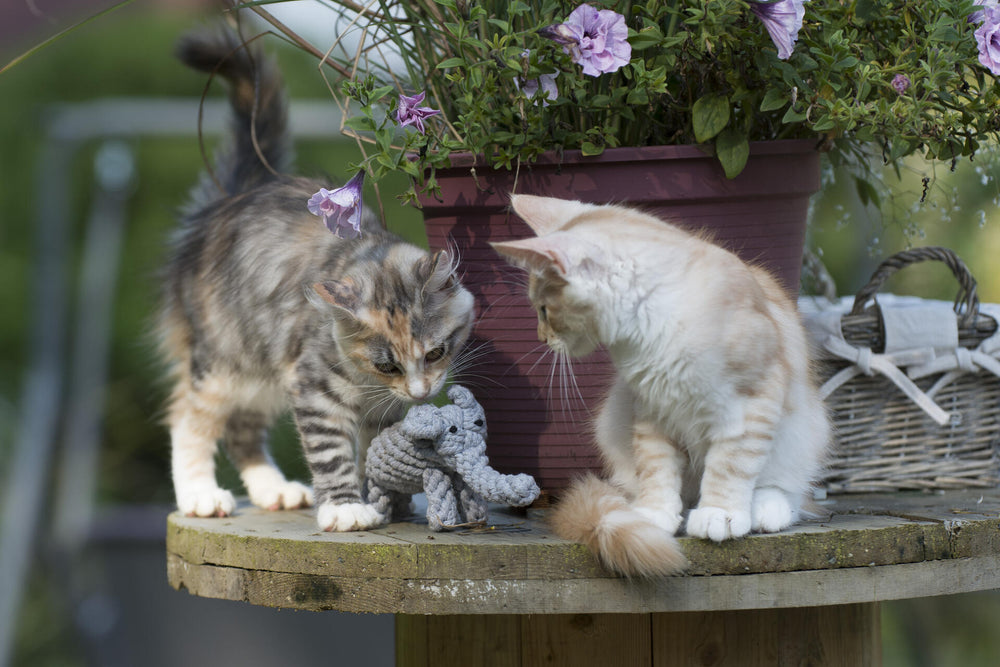 Zwei neugierige Katzen betrachten den gehäkelten Elton Elefant, einem beliebten Kult-Spielzeug für Hunde.