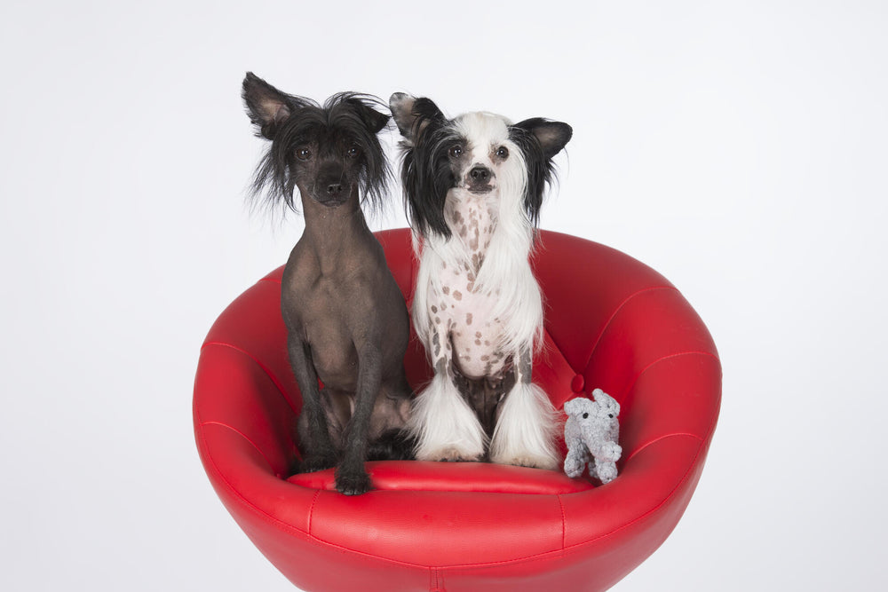 Zwei Hunde im roten Stuhl, einer schwarz, der andere weiß mit Flecken, spielen mit dem Kult-Spielzeug Elton Elefant.