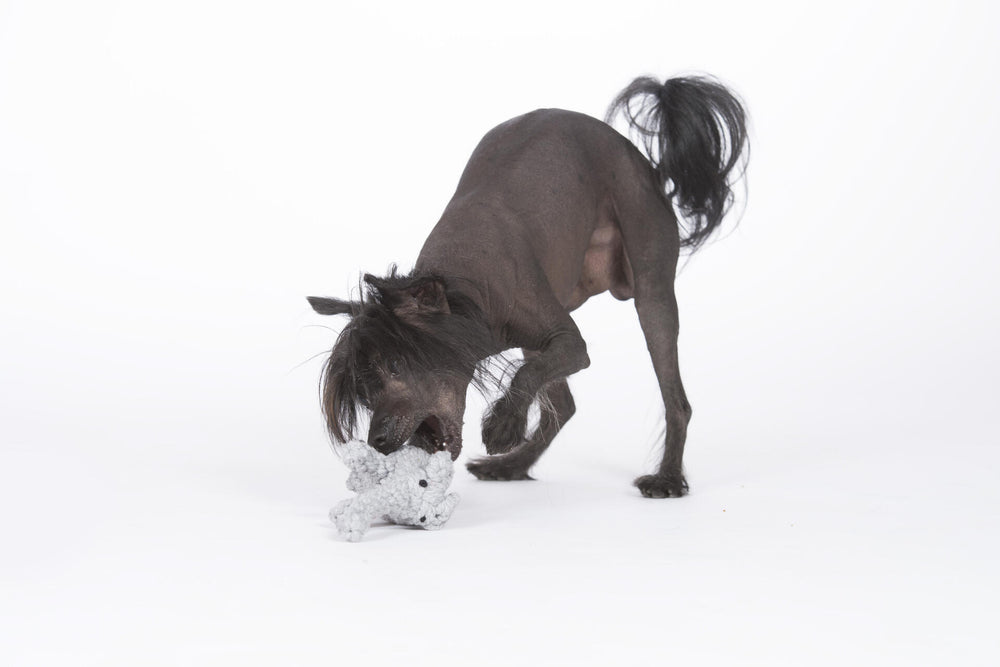 ALT-Text: Kleiner Hund mit schwarzem Fell hält grauen Elton Elefant Plüschspielzeug im Maul vor weißem Hintergrund.