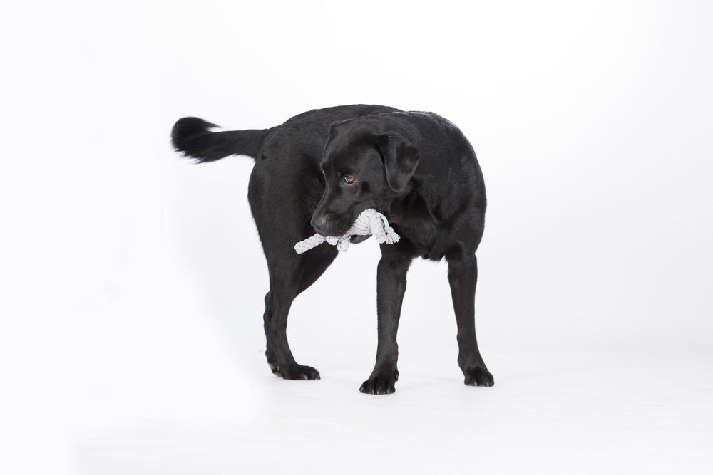 Schwarzer Labrador hält Elton Elefant-Spielzeug im Maul und schaut aufmerksam, vor weißem Hintergrund.