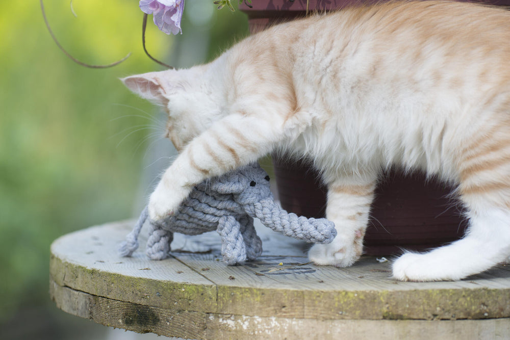 „Katzenspielzeug: Orange-weiße Katze spielt mit grauem Elefant-Spielzeug für Hunde in grüner Umgebung.“