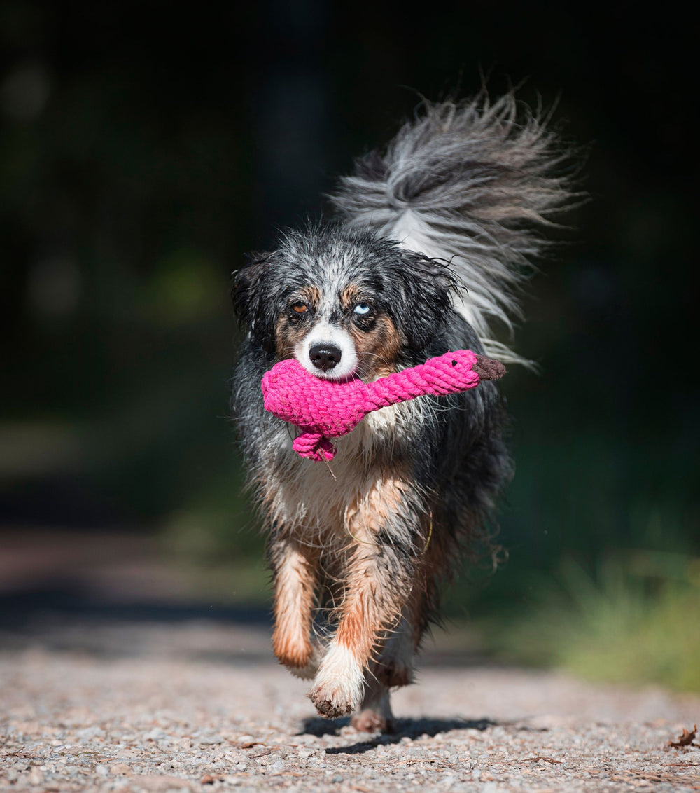 ALT-Text: Aktiver Hund mit pinkem Franzi Flamingo Spielzeug auf einem Weg, umgeben von natürlicher Umgebung.