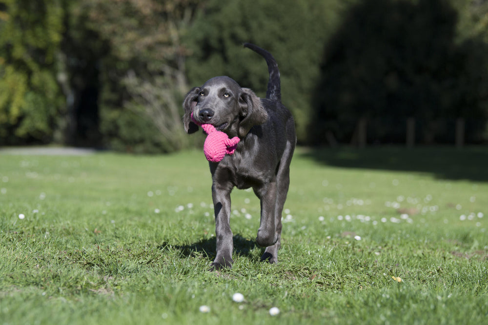 Hund mit grauem Fell trägt pinkes Franzi Flamingo Spielzeug auf einer blühenden Wiese bei Sonnenlicht.
