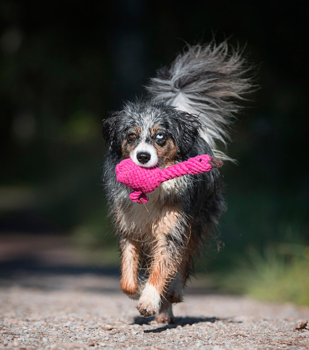 "Franzi Flamingo: Pinkes Kult-Spielzeug für Hunde, das ein grauer Hund unterwegs im Maul hält."