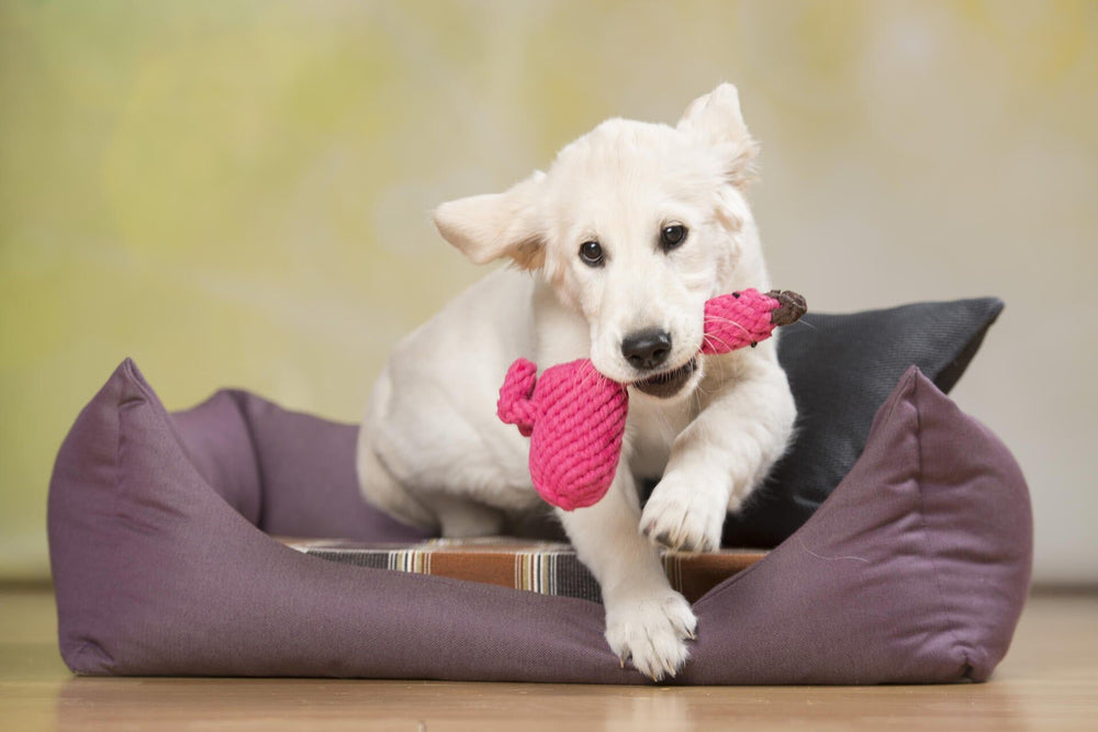 Heller Hund mit pinkem Franzi Flamingo Spielzeug auf einem violett umrandeten Hundebett zwischen Kissen.