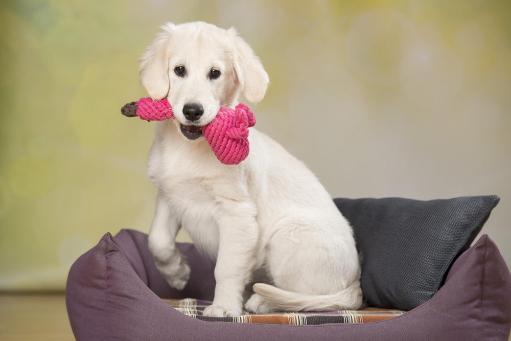 Junger, weißer Hund mit pinkem Franzi Flamingo-Spielzeug auf Hundebett in buntem Hintergrund. Ideal für Hunde-Spielzeit.