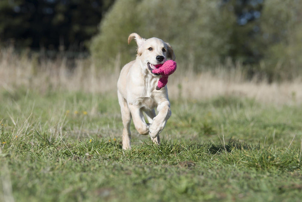 Goldenes Retrievershündchen läuft über Wiese mit pinkem Franzi Flamingo Spielzeug im Maul, umgeben von Bäumen.