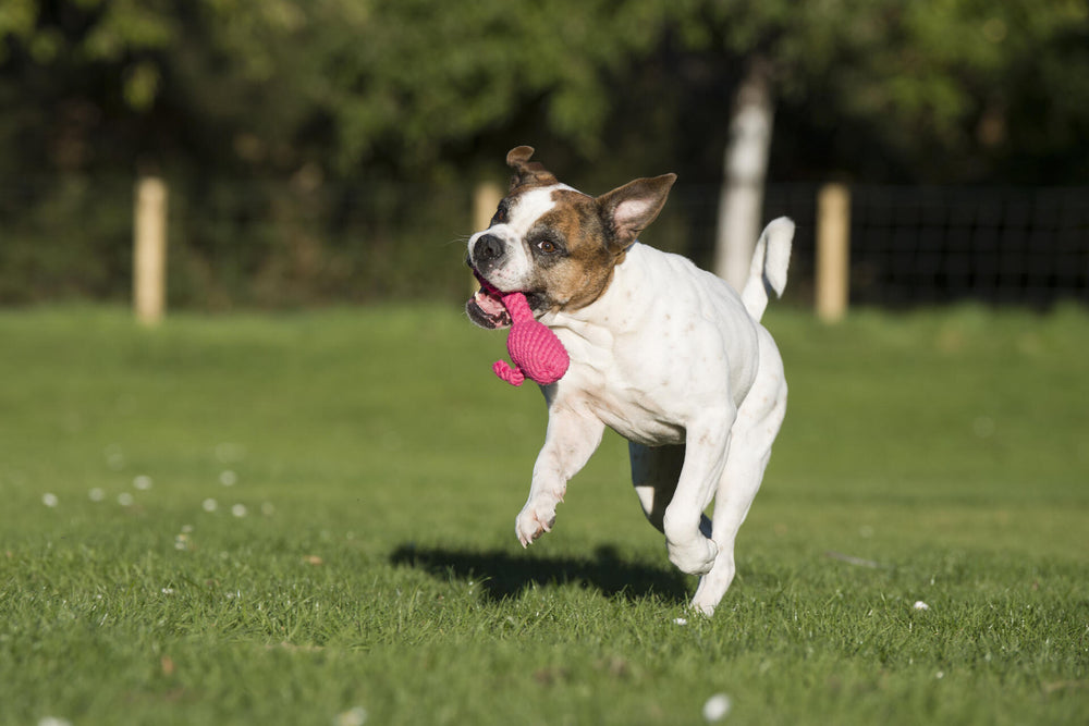 Fröhlicher Hund mit Kult-Spielzeug Franzi Flamingo auf grüner Wiese im sonnigen Garten.