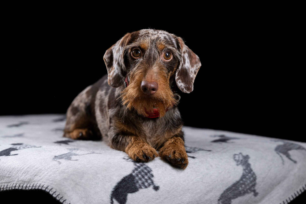 ALT-Text: Wendedecke TECKEL mit Dackelmotiv auf grauem Stoff, ideal für Hundeliebhaber und stilvolle Wohnzimmer.