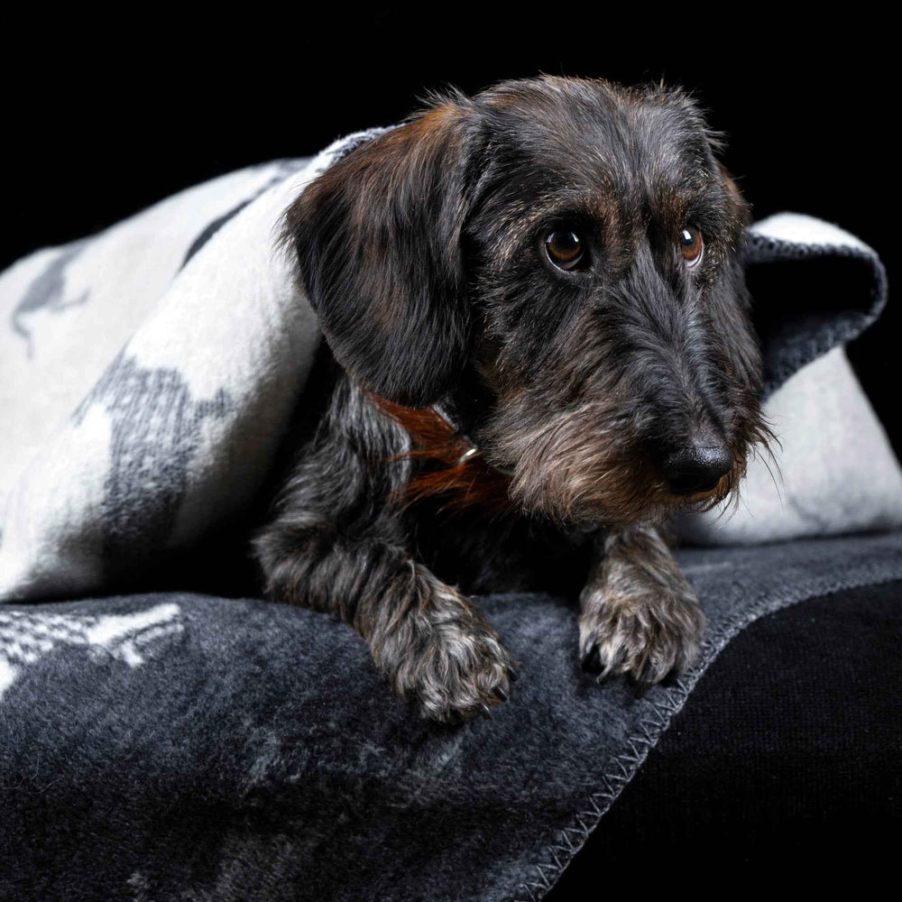 Kleiner Dackel unter grauer Wendedecke mit Dackelmotiv, aufmerksam und verspielt.