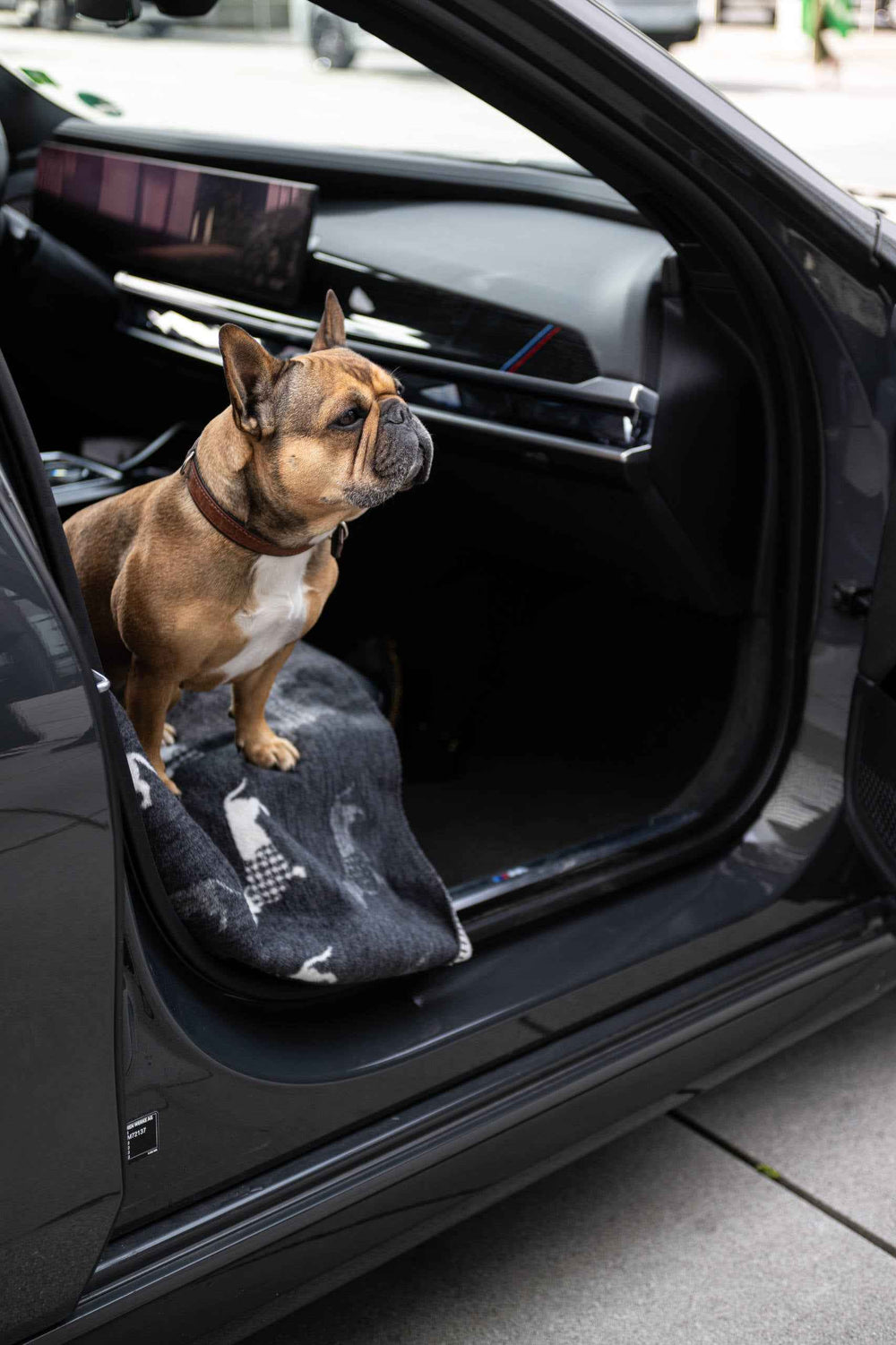 ALT-Text: Französische Bulldogge auf praktischer Wendedecke mit Dackelmotiv im Auto, Blick nach vorne gerichtet.