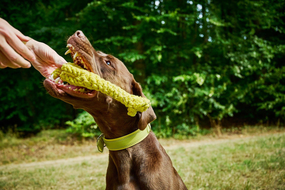 Brauner Hund mit gelbem Seilspielzeug von Greta Giraffe, spielerisch in grüner Umgebung. Ideales Kult-Spielzeug für Hunde.
