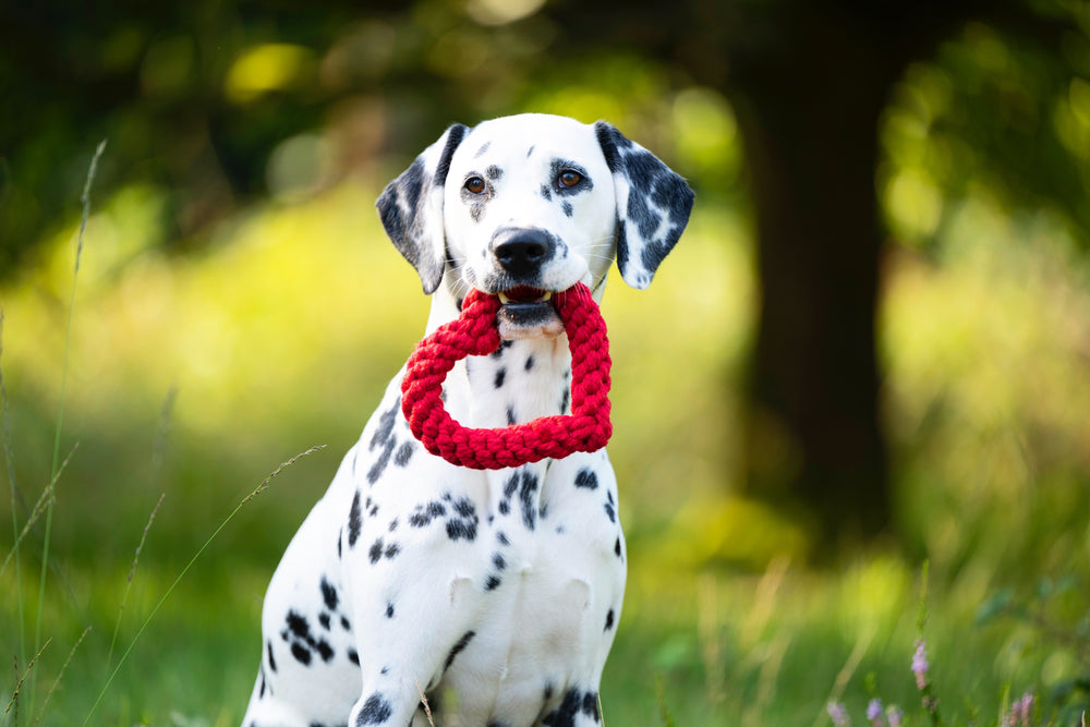 Dalmatiner mit rotem Mini Heart Spielzeug im Maul auf grüner Wiese, umgeben von unscharfen Bäumen im sonnigen Licht.