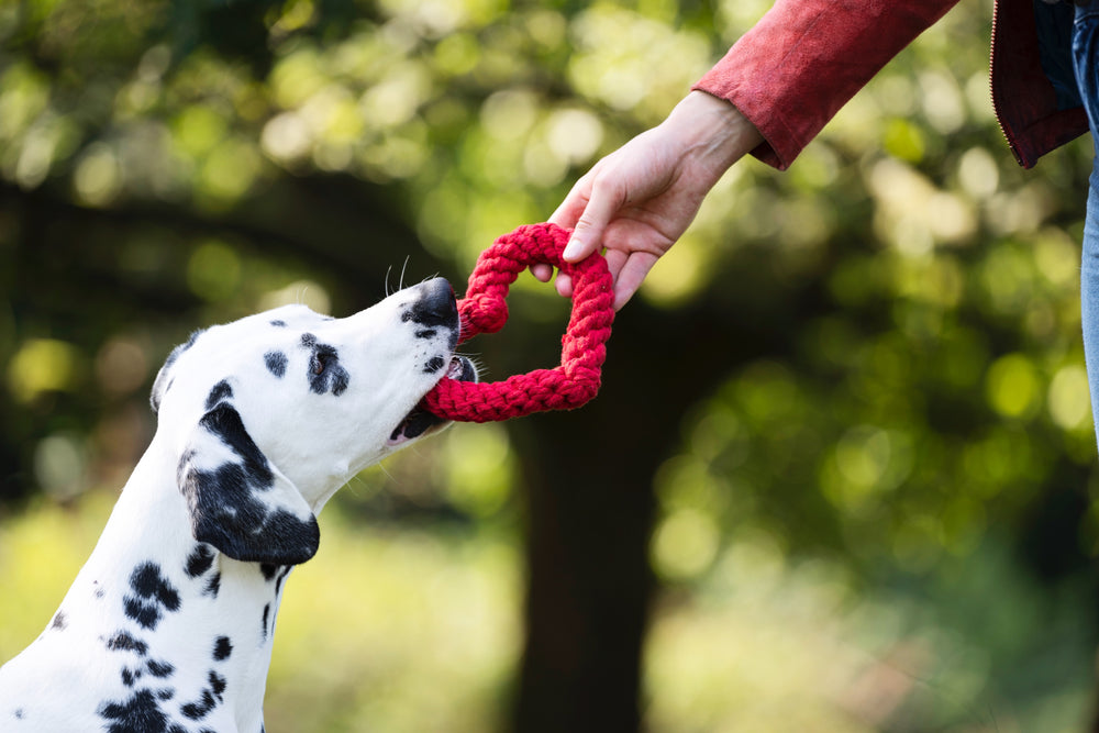 Dalmatiner spielt mit rotem herzförmigen Mini Heart Spielzeug in einer natürlichen Umgebung.