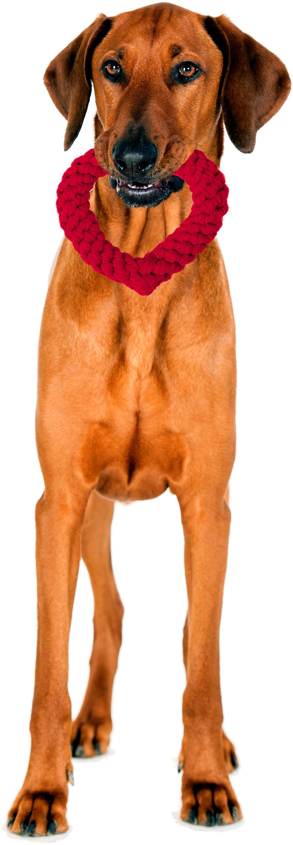 Brauner Hund hält rotes herzförmiges Spielzeug im Maul und schaut in die Kamera auf weißem Hintergrund.