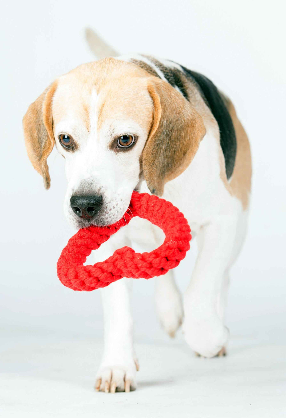 Beagle mit rotem geflochtenem Herzspielzeug im Mund – LABONI HEARTS Doppel-Set für Hunde.