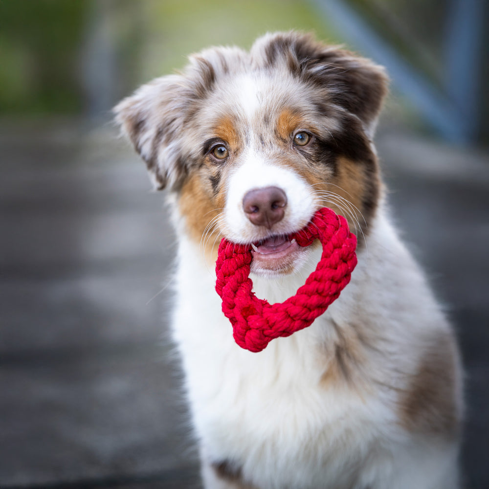 "Freundlicher Hund mit geflecktem Fell hält rotes Mini Heart Spielzeug im Maul – perfektes Spielzeug für Hunde."