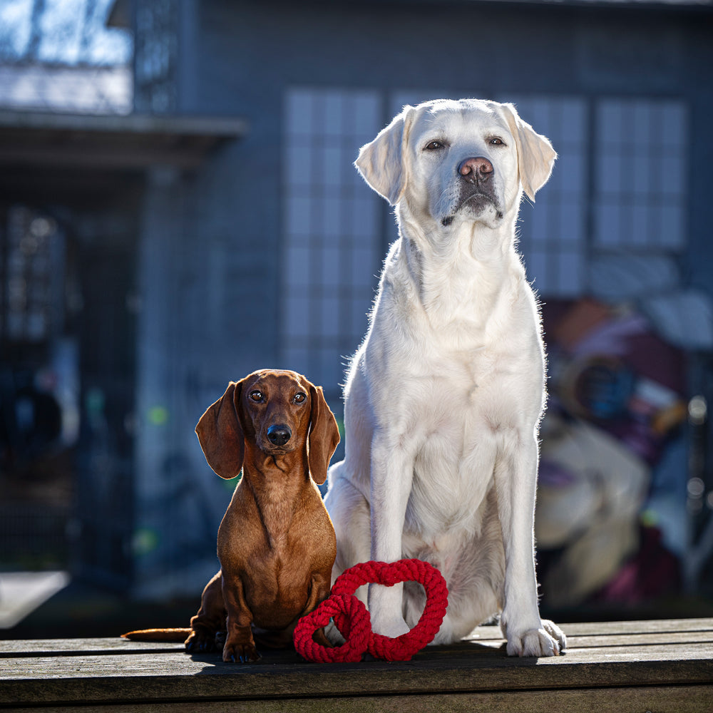 Mini Heart Spielzeug für Hunde: Dackel und Labrador mit rotem Hundespielzeug im Fokus.