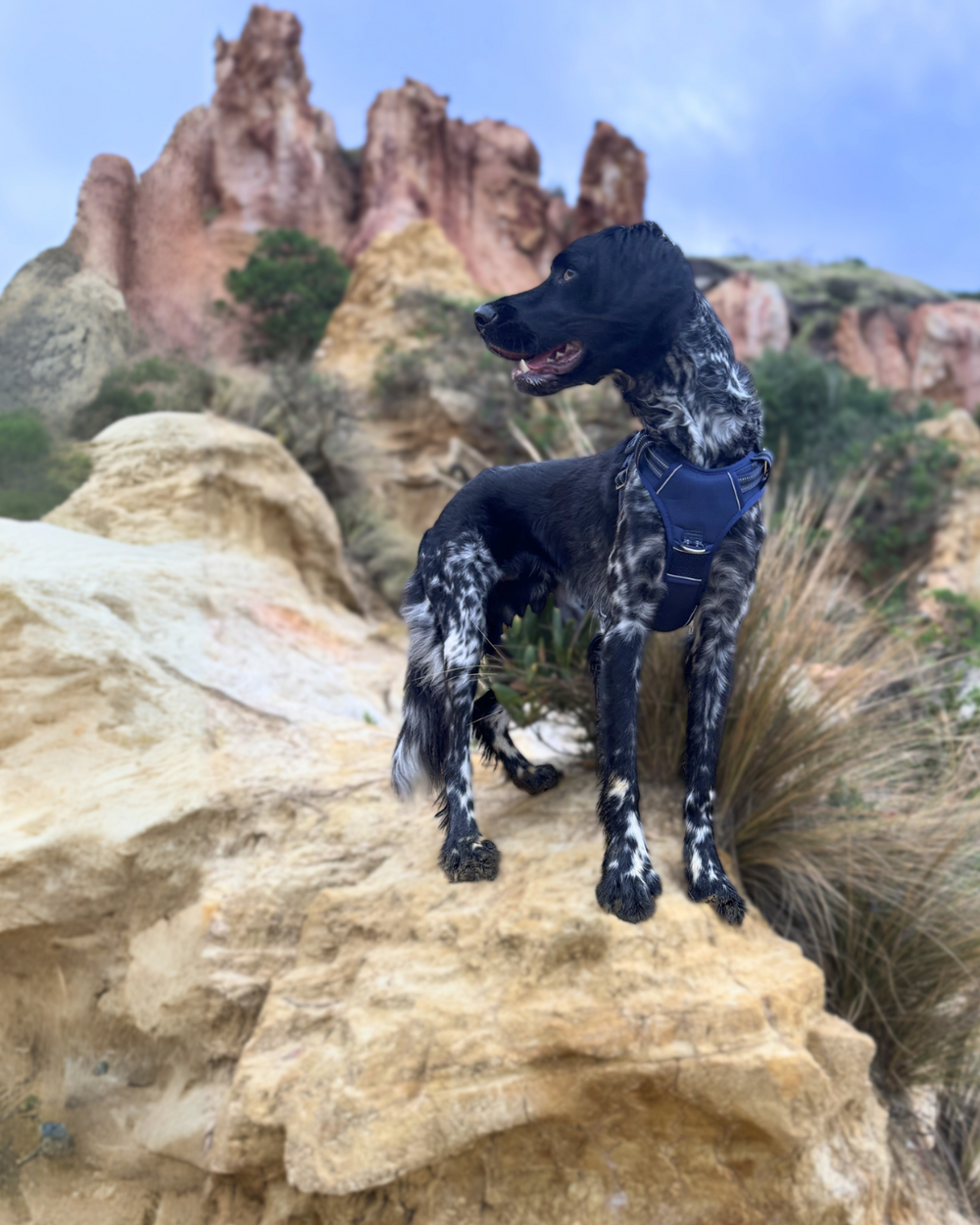 Schwarzer Hund mit weißen Flecken in blauem Geschirr auf Felsen, umgeben von roten Felsen im Hintergrund.