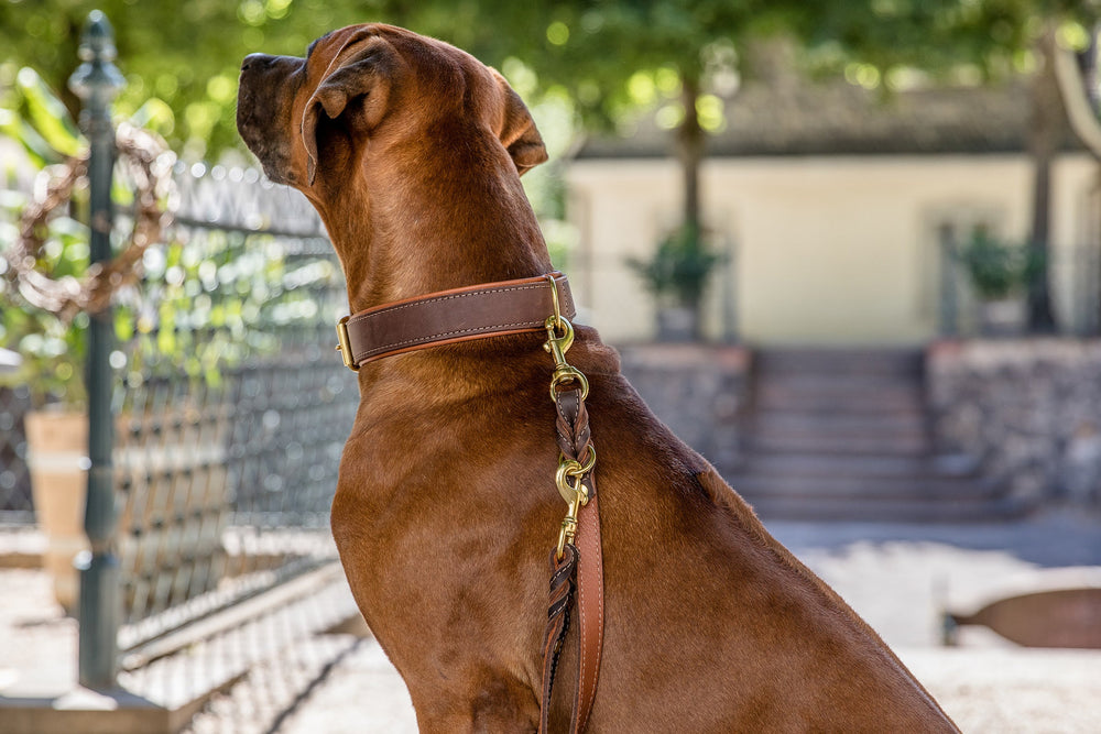 Brauner Hund mit Lederhalsband und Leine, schaut nach oben, umgeben von unscharfen Pflanzen.